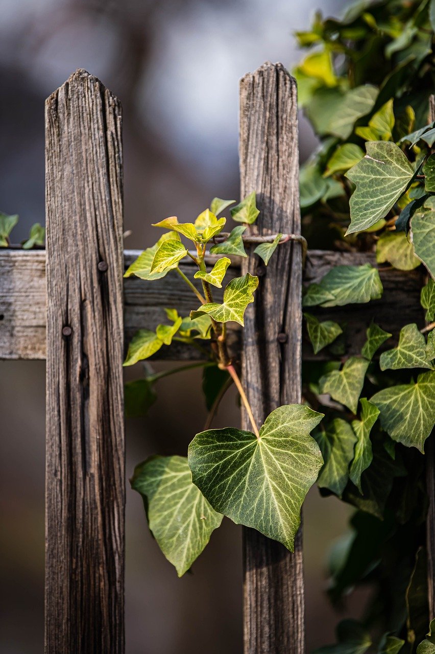 vines, green leaves, vines on wooden doors-7859445.jpg